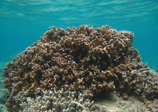  Montipora circumvallata (Encrusting Montipora)